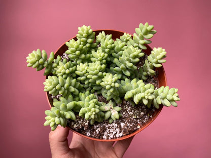 Sedum Burro's Tail - 6"