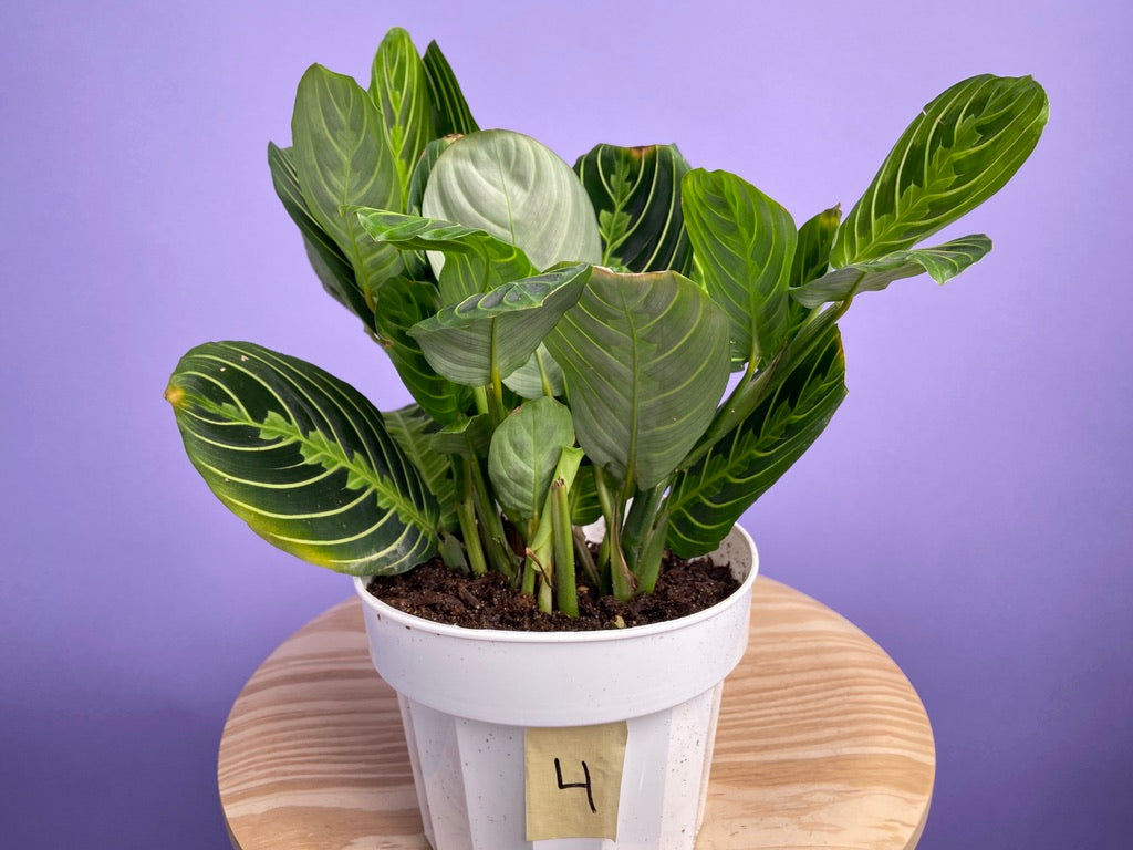 Maranta "Lemon Lime" - 6"