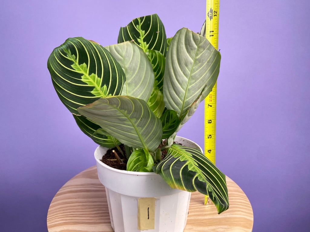 Maranta "Lemon Lime" - 6"