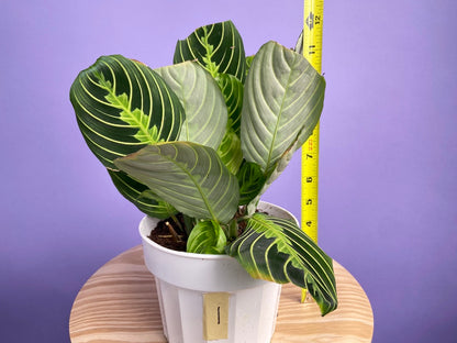 Maranta "Lemon Lime" - 6"