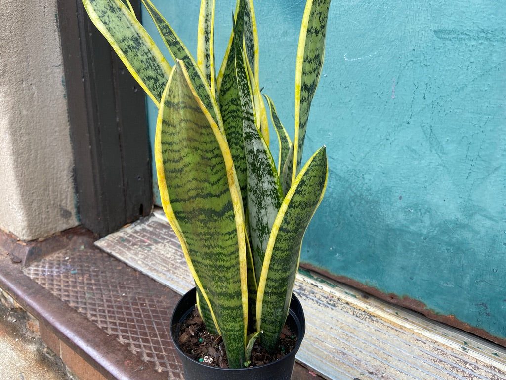 Sansevieria Laurentii (Snake Plant) - 6" Pot