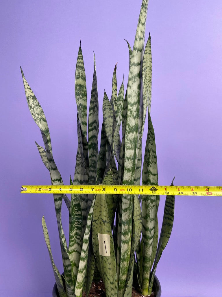 Sansevieria Zeylanica (Snake Plant) - 10" Pot