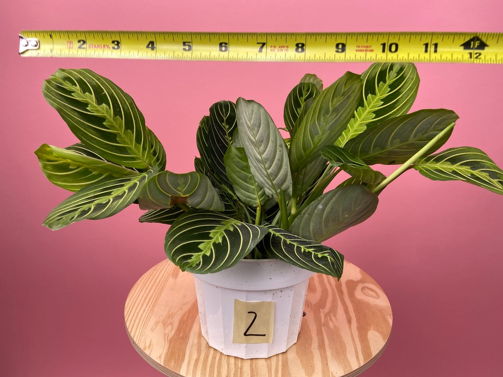 Maranta "Lemon Lime" - 6"