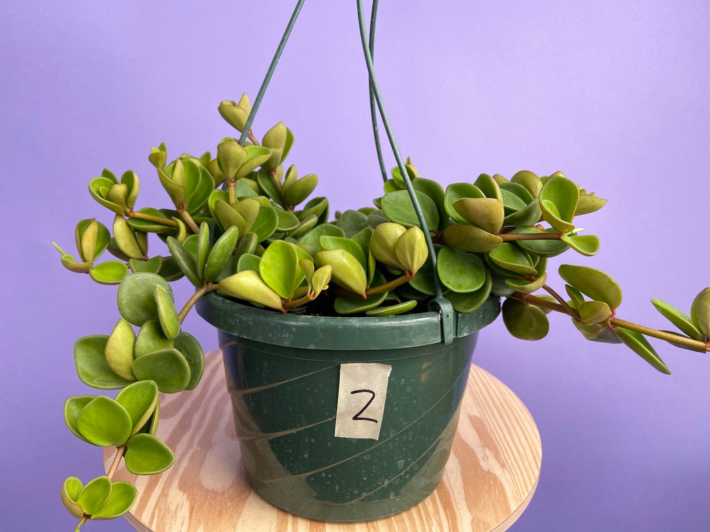 Peperomia "Hope" - 8"