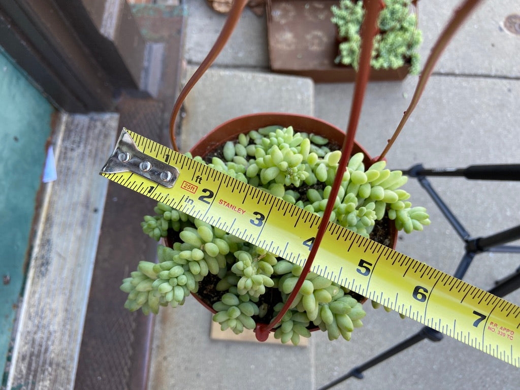 Sedum Burro's Tail - 6"