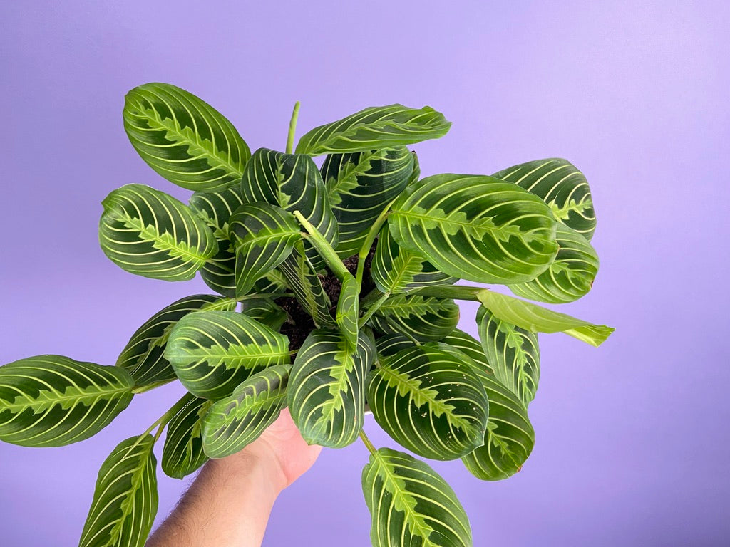 Maranta "Lemon Lime" - 6"