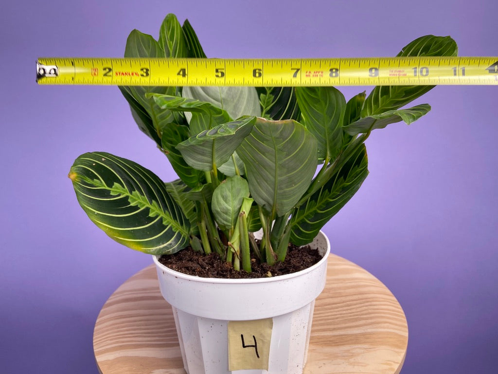 Maranta "Lemon Lime" - 6"