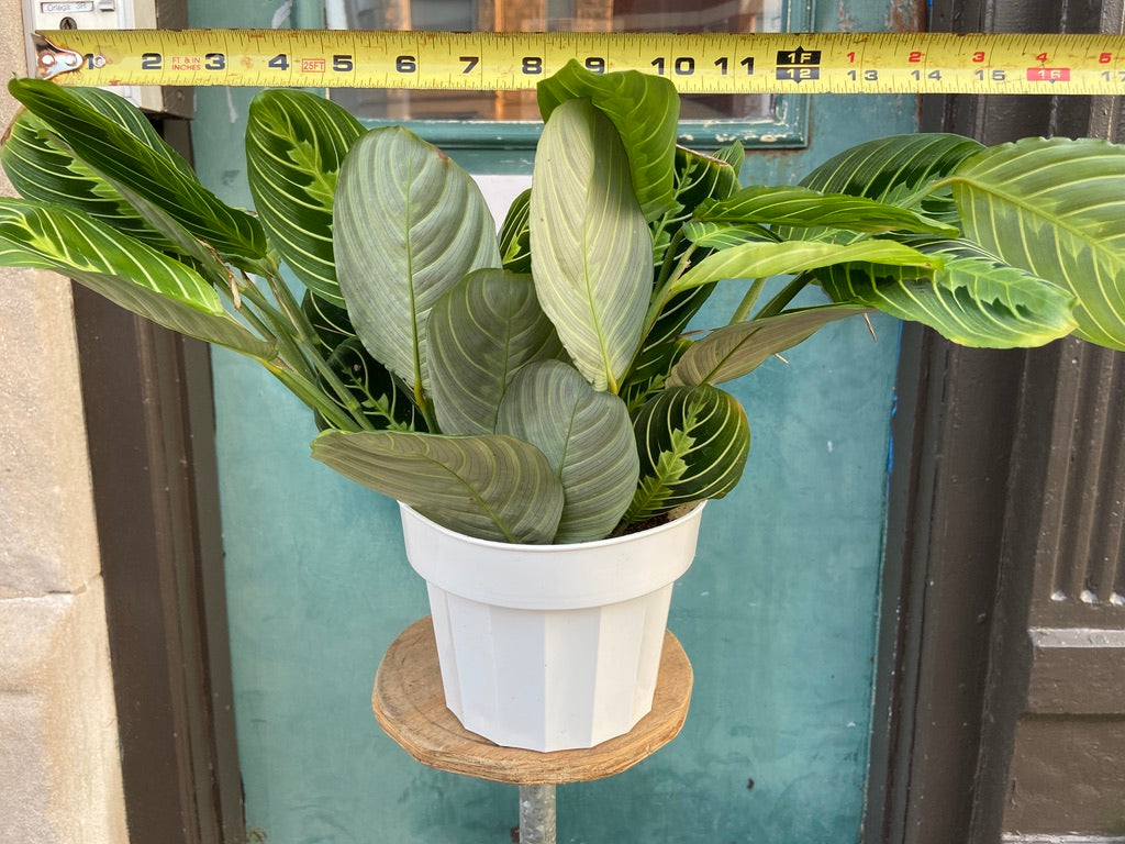 Maranta "Lemon Lime" - 6"