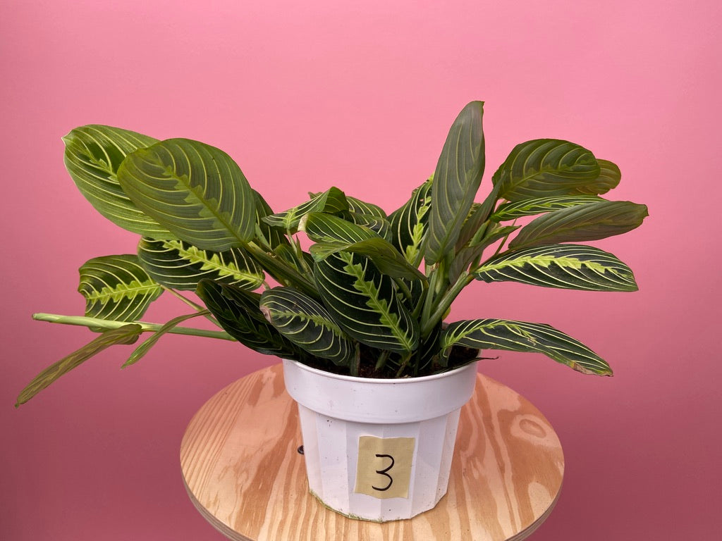 Maranta "Lemon Lime" - 6"