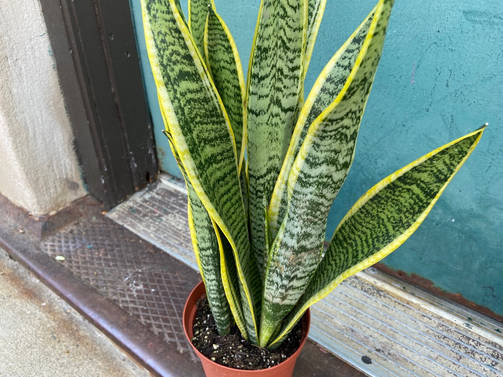 Sansevieria Laurentii (Snake Plant) - 6" Pot