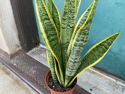 Sansevieria Laurentii (Snake Plant) - 6" Pot