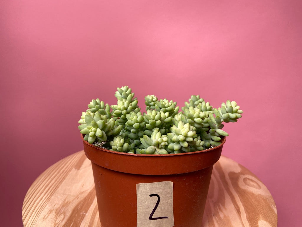 Sedum Burro's Tail - 6"