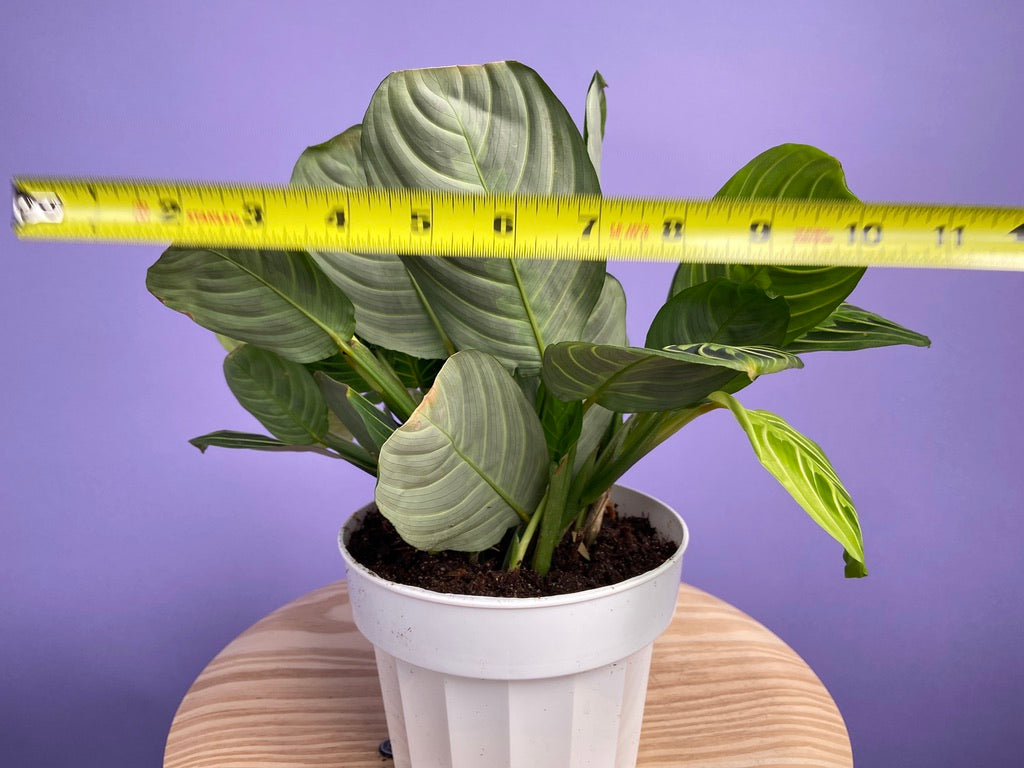 Maranta "Lemon Lime" - 6"
