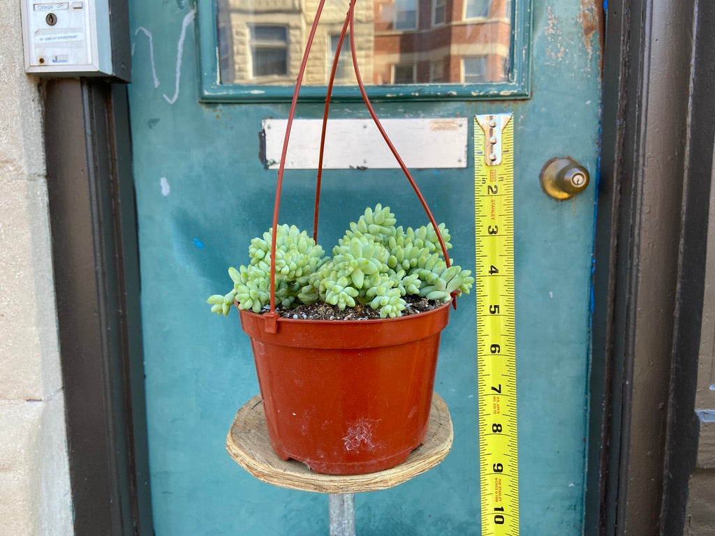 Sedum Burro's Tail - 6"