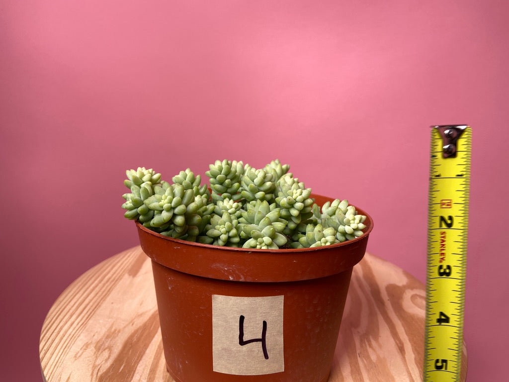 Sedum Burro's Tail - 6"
