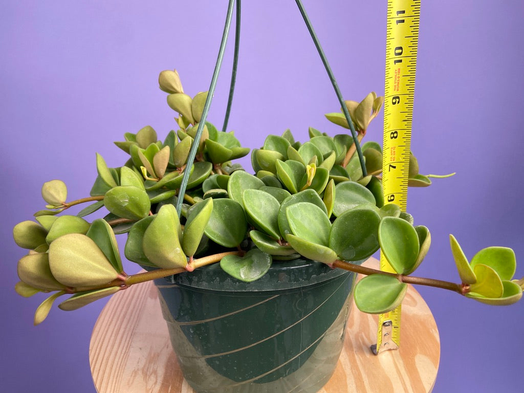 Peperomia "Hope" - 8"