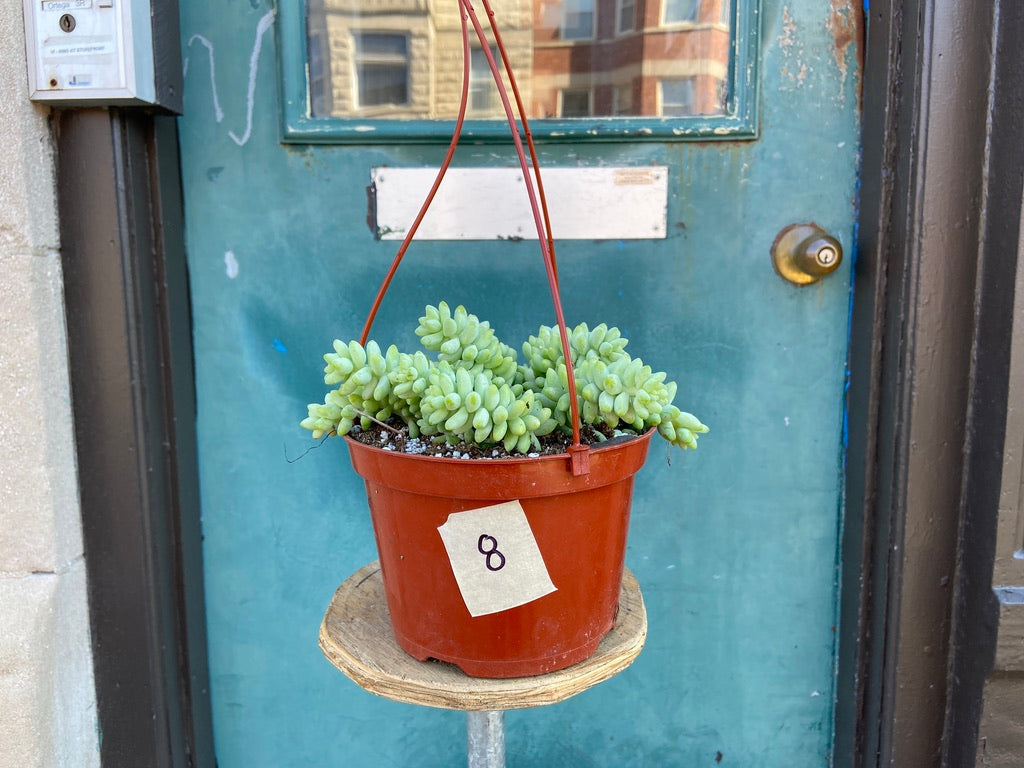 Sedum Burro's Tail - 6"