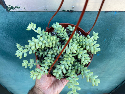 Sedum Burro's Tail - 6"