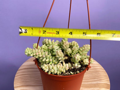 Sedum Burro's Tail - 6"