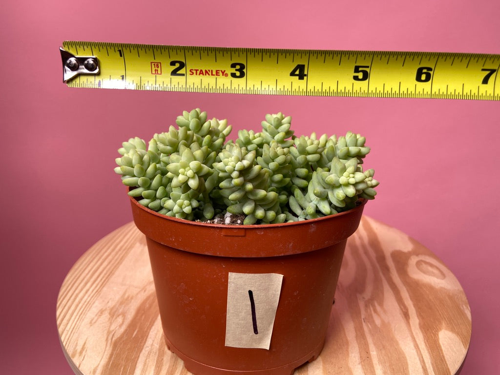 Sedum Burro's Tail - 6"