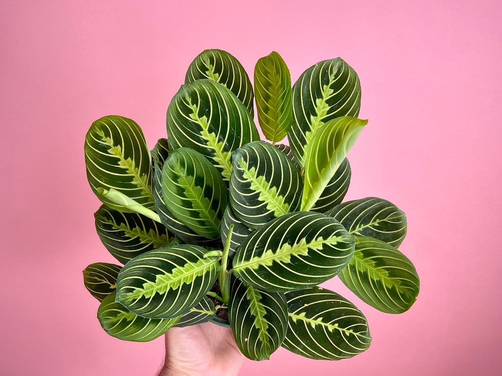Maranta "Lemon Lime" - 6"