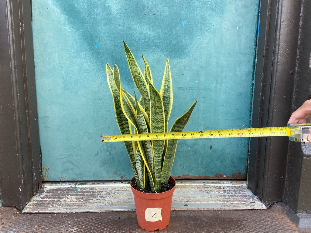 Sansevieria Laurentii (Snake Plant) - 6" Pot