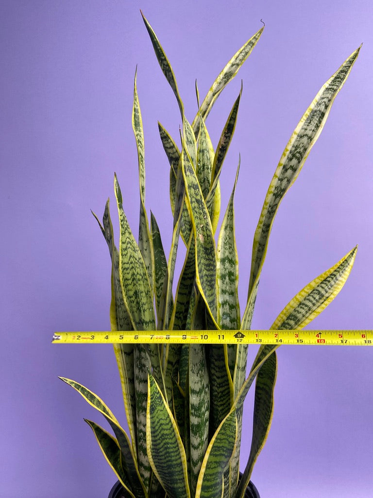 Sansevieria Laurentii (Snake Plant) - 10" Pot