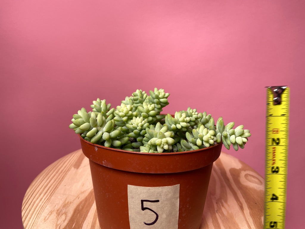 Sedum Burro's Tail - 6"