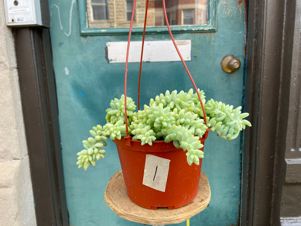 Sedum Burro's Tail - 6"