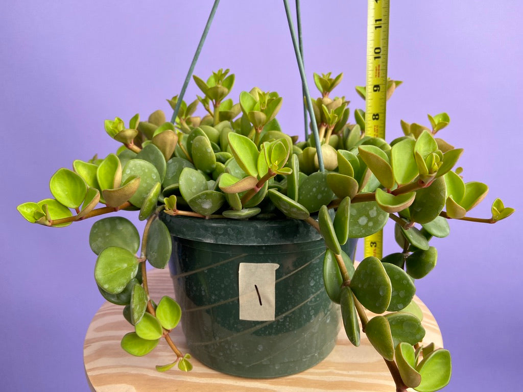 Peperomia "Hope" - 8"