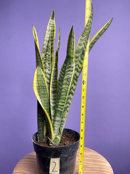 Sansevieria Laurentii (Snake Plant) - 6" Pot