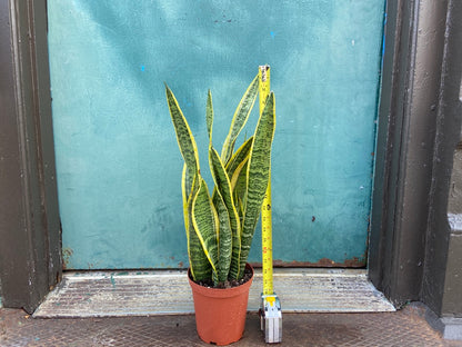 Sansevieria Laurentii (Snake Plant) - 6" Pot