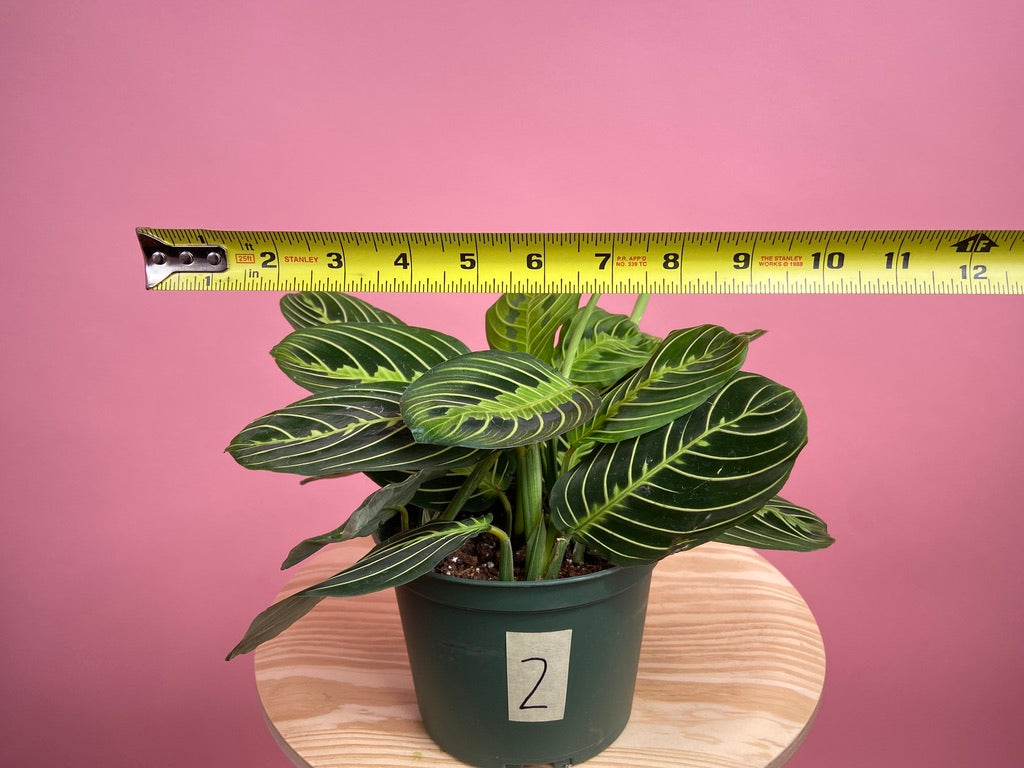 Maranta "Lemon Lime" - 6"