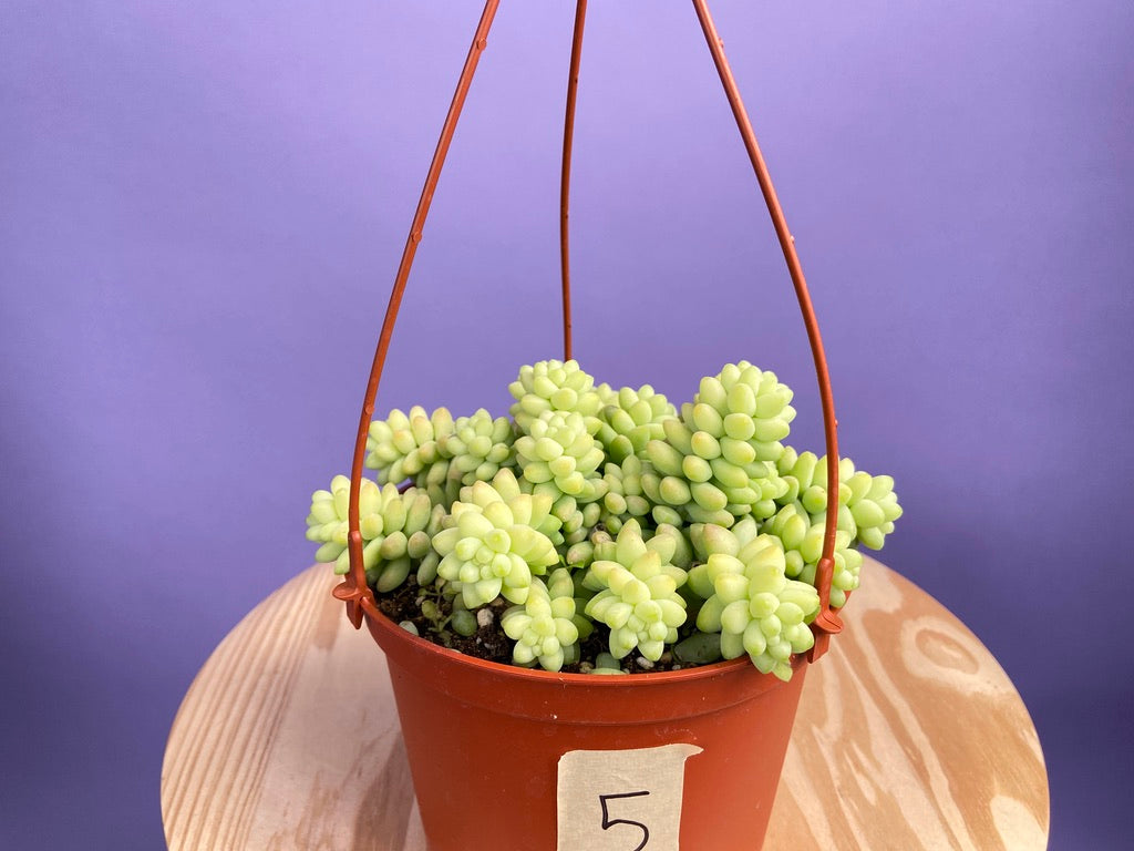 Sedum Burro's Tail - 6"