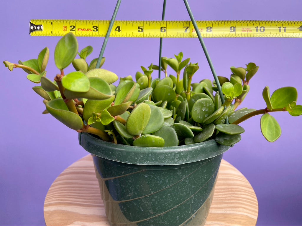 Peperomia "Hope" - 8"
