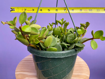 Peperomia "Hope" - 8"