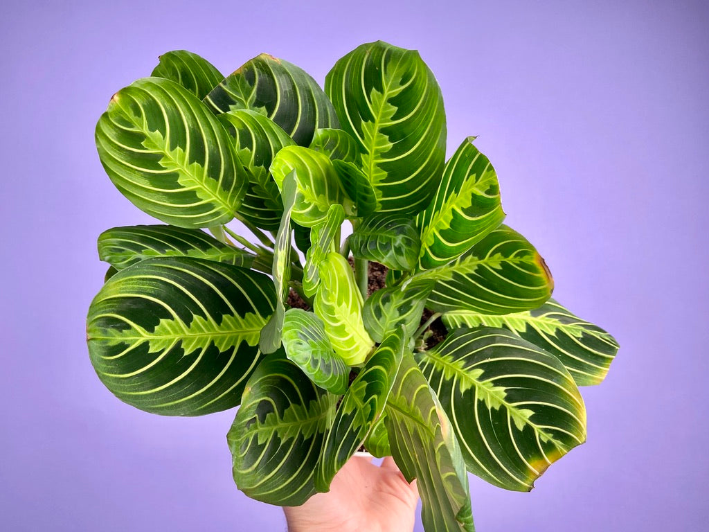Maranta "Lemon Lime" - 6"