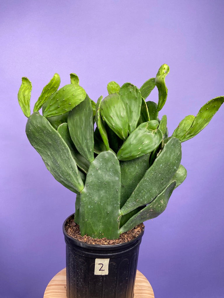 Prickly Pear Cactus (Spineless) - 10" Pot