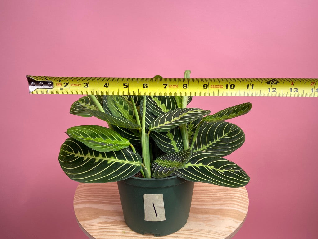 Maranta "Lemon Lime" - 6"