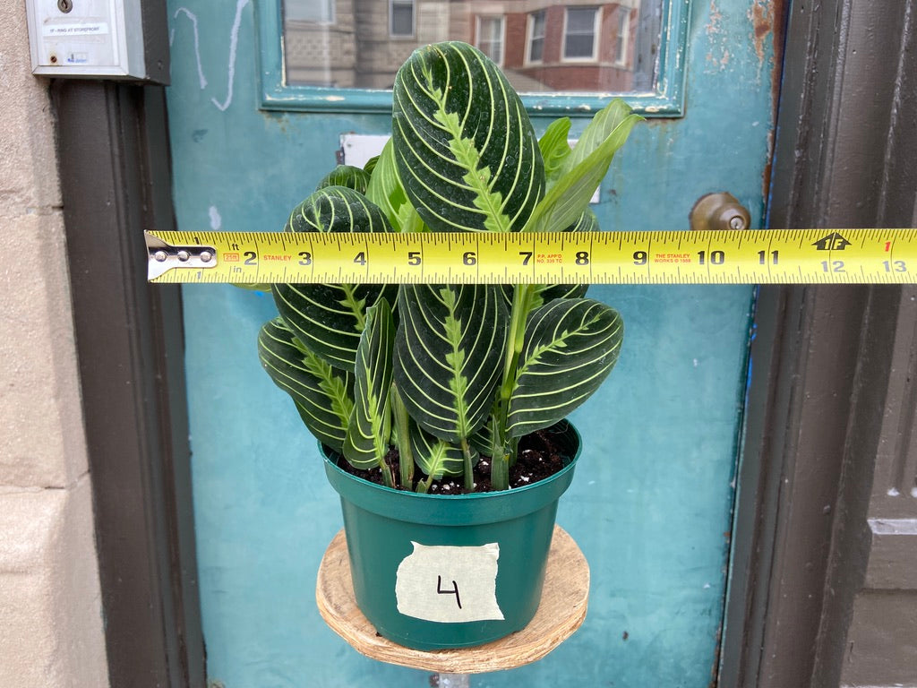 Maranta "Lemon Lime" - 6"