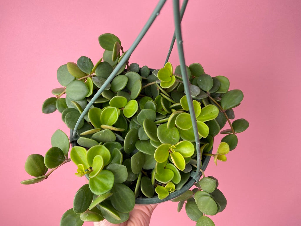 Peperomia "Hope" - 8"