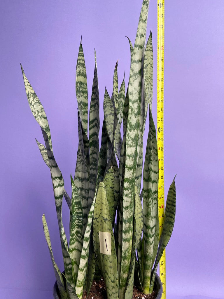 Sansevieria Zeylanica (Snake Plant) - 10" Pot