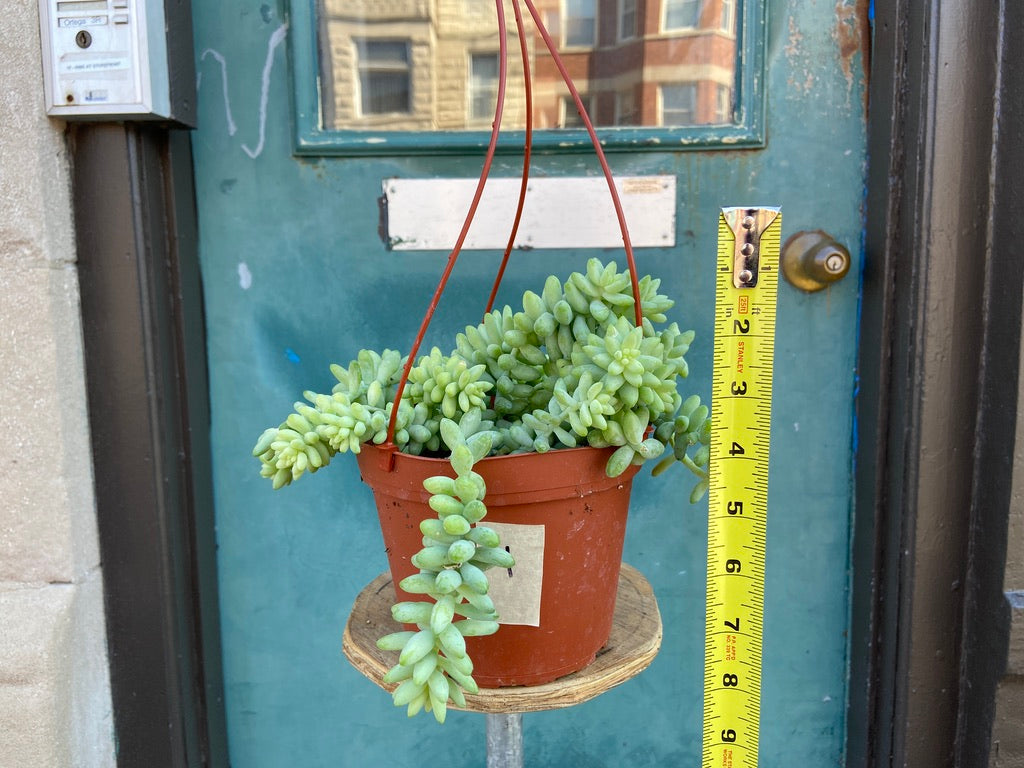 Sedum Burro's Tail - 6"