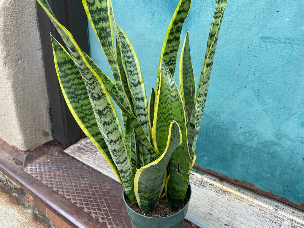 Sansevieria Laurentii (Snake Plant) - 6" Pot