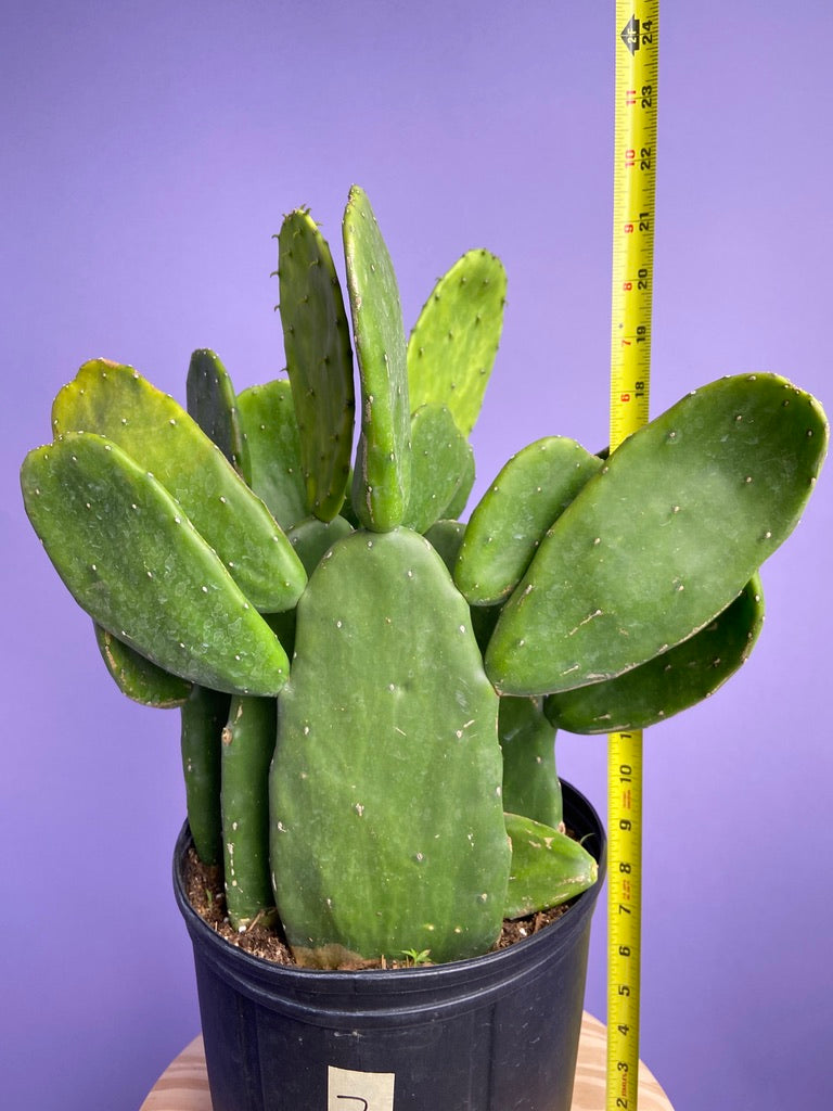 Prickly Pear Cactus (Spineless) - 10" Pot