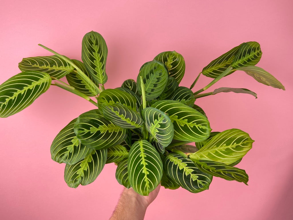 Maranta "Lemon Lime" - 6"