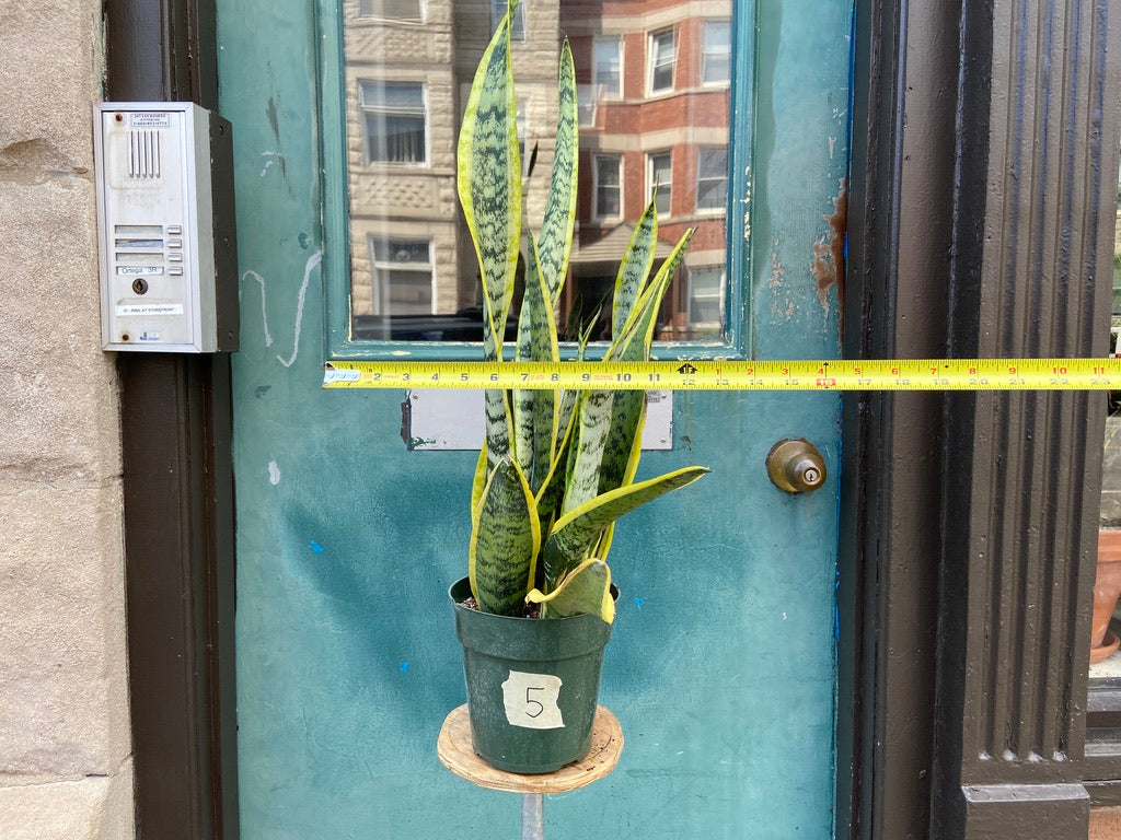 Sansevieria Laurentii (Snake Plant) - 6" Pot