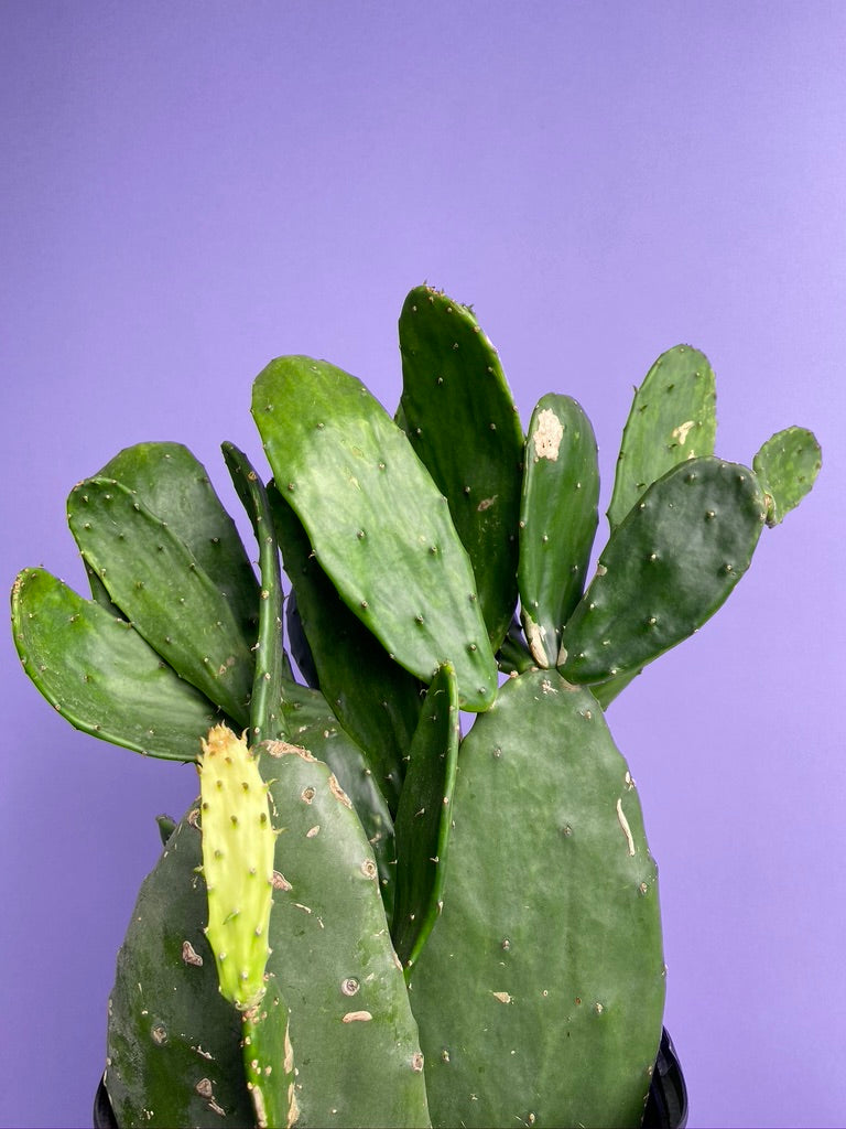 Prickly Pear Cactus (Spineless) - 10" Pot