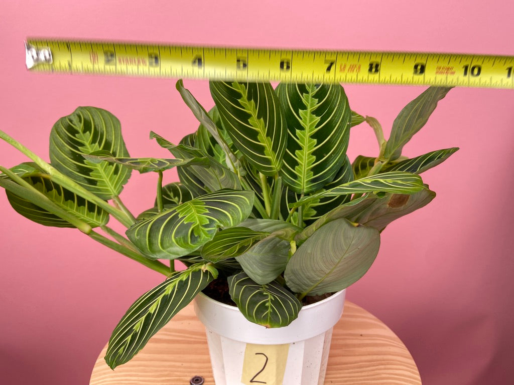 Maranta "Lemon Lime" - 6"