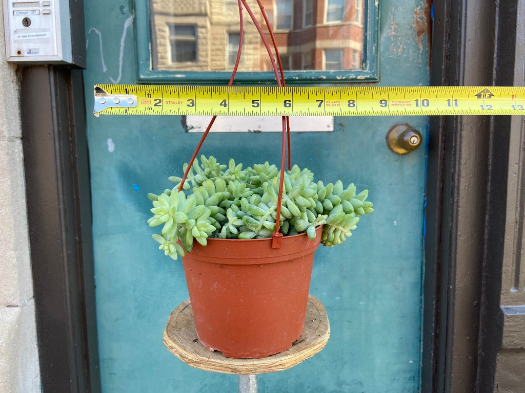 Sedum Burro's Tail - 6"